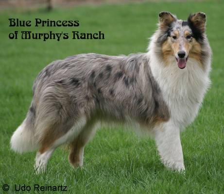 Blue Princess (Charmin) of Murphys Ranch
